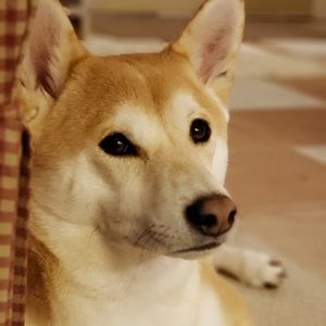 Meet your Posher, Clayton